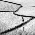 Dans les rizières - Hubert Folliot